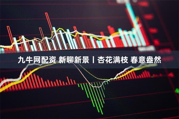 九牛網配資 新聊新景丨杏花滿枝 春意盎然